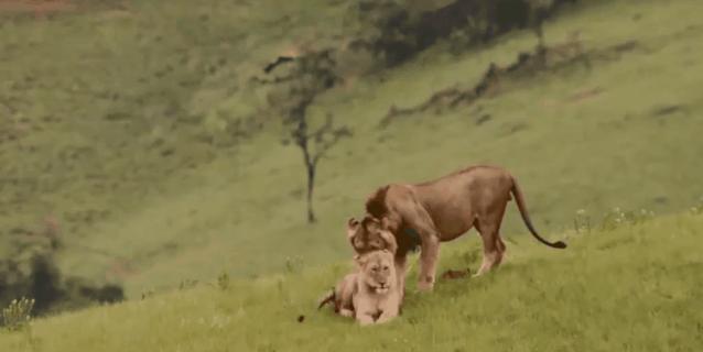 母狮一天发情40次，还追着公狮咬蛋蛋？根本不是这样啊....