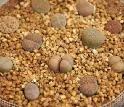 养残的多肉别扔了,养多肉不就是搬来搬去么