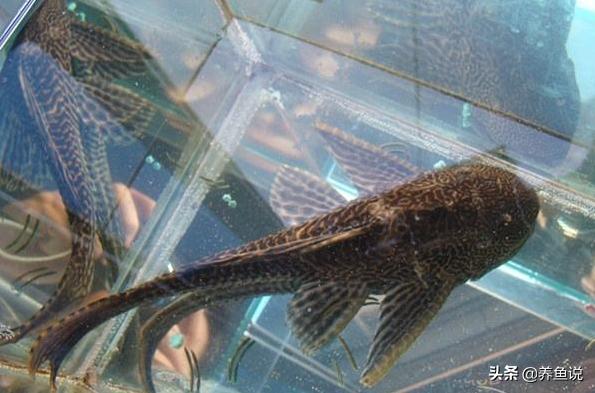 清道夫不吃自己的鱼卵,清道夫鱼吃不吃蚊子幼虫