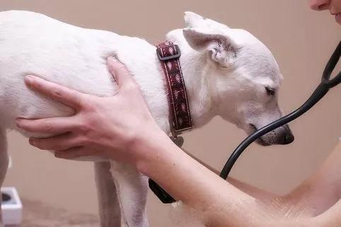 养了7年的狗，治病要花10w，你会救么？