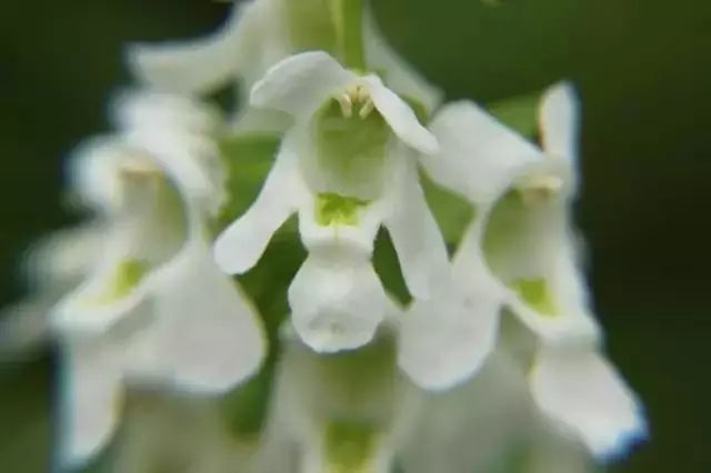 世界顶级奇花异卉,最美奇花异卉