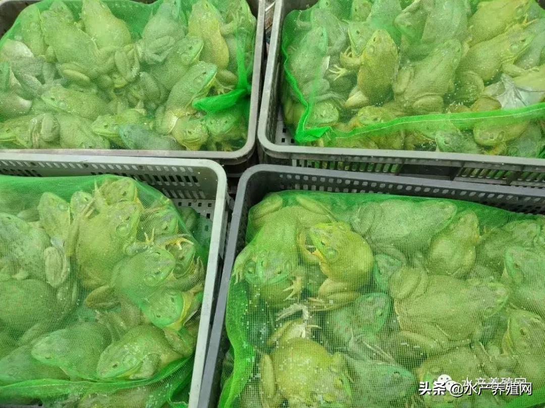 牛蛙产业链,牛蛙产业链发展模式