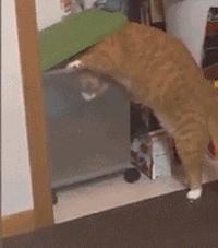 自从有了橘猫,我终于体会到什么叫“十橘九渣”!