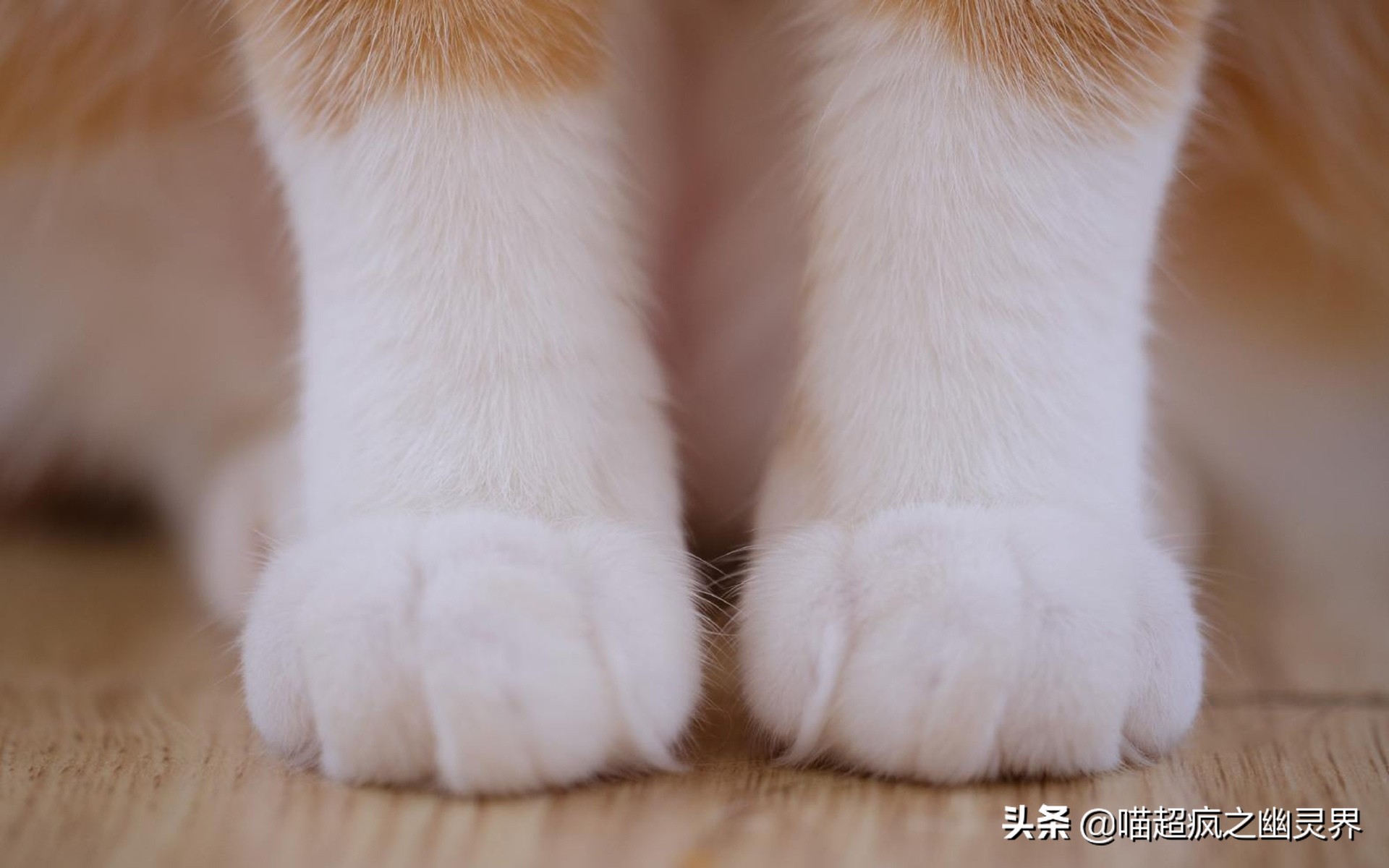 10岁的铲屎官和1岁的猫主子的日常,猫娃子的铲屎官