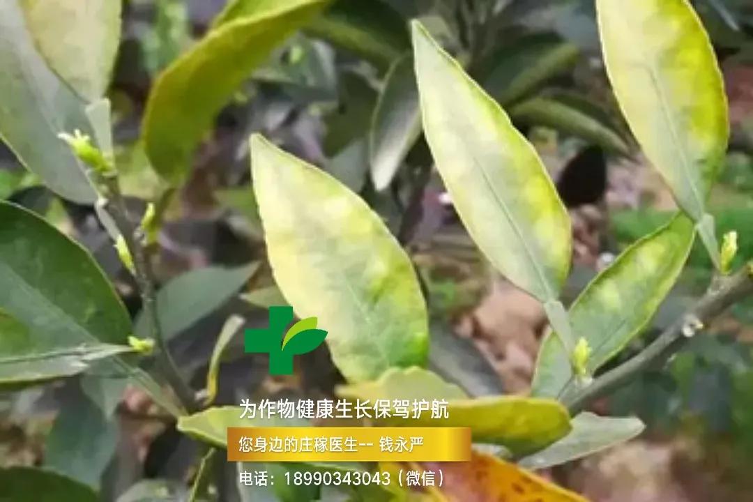 柑橘缺钙生理病害 (柑橘缺钙症状视频)