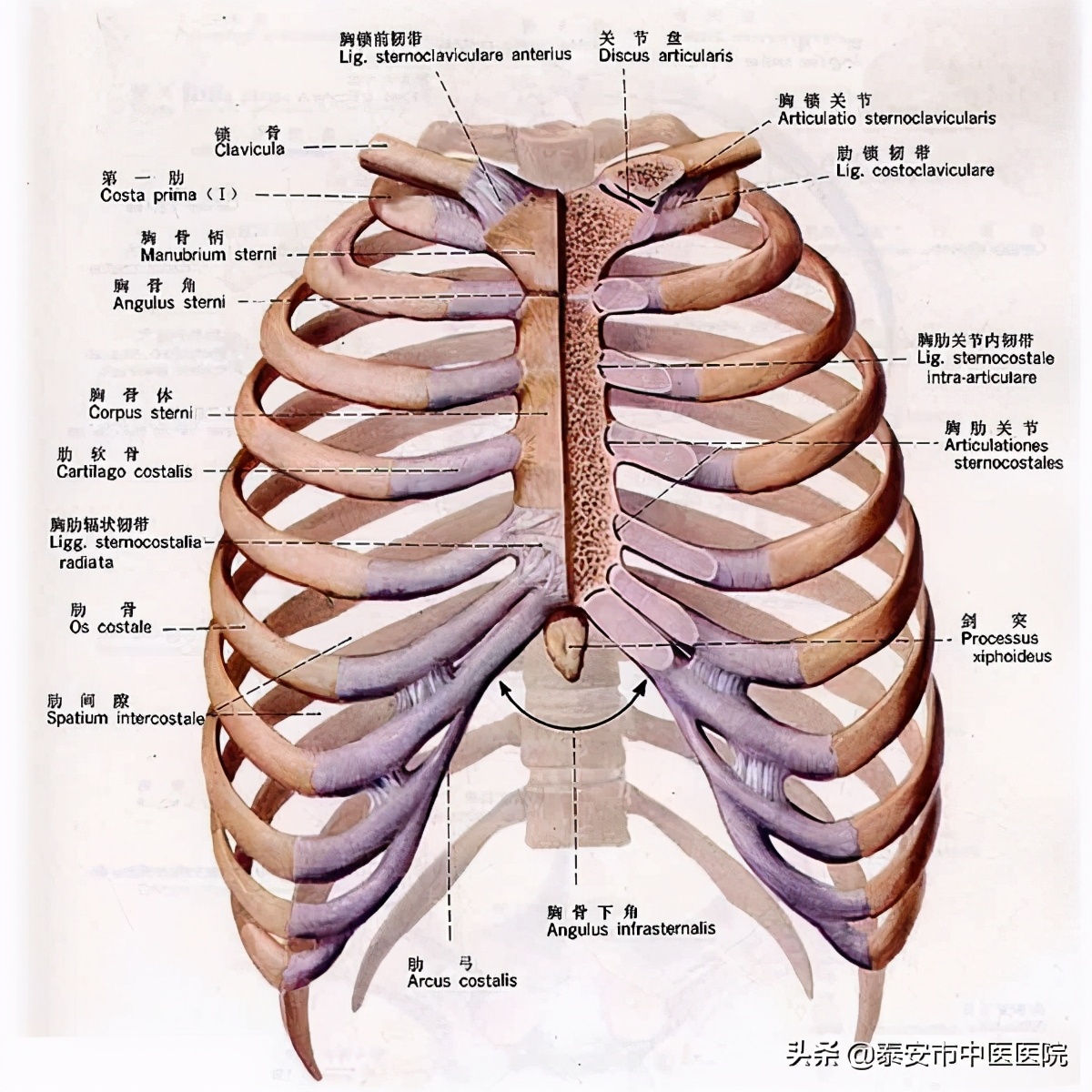 泰安中医医院郗洪滨,泰安中医医院郗洪滨简介
