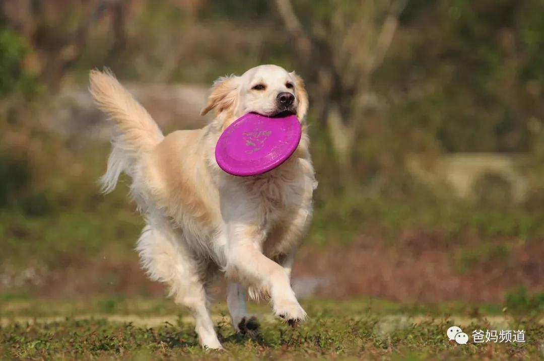 最受欢迎小朋友户外娱乐项目,让你又爱又恨的户外运动