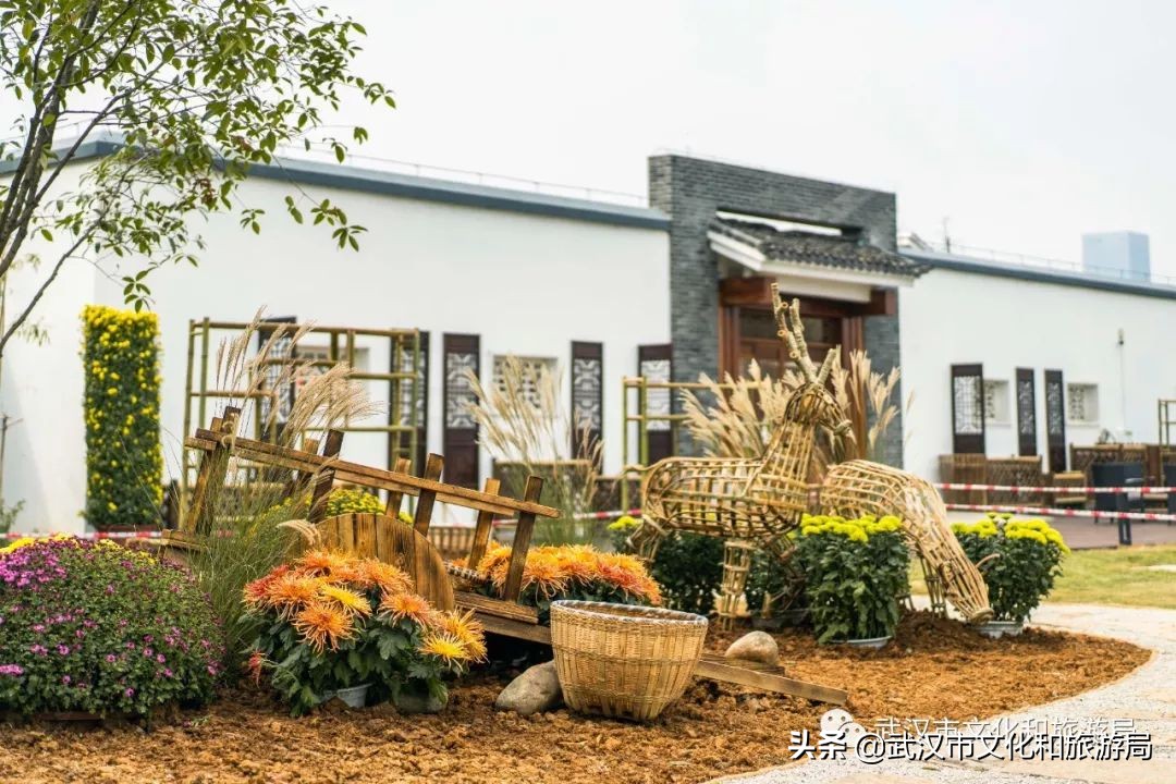 武汉菊花旅游攻略,花点时间武汉天地店