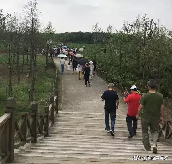 江阴顾山水蜜桃,金顾山蜜桃节开幕