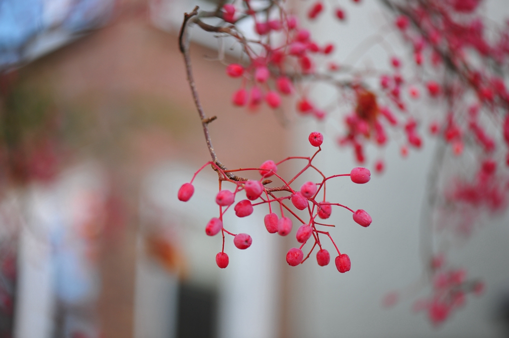 #植物鉴赏#秋日有惊喜，又好看又好吃——水榆花楸，韩国的？