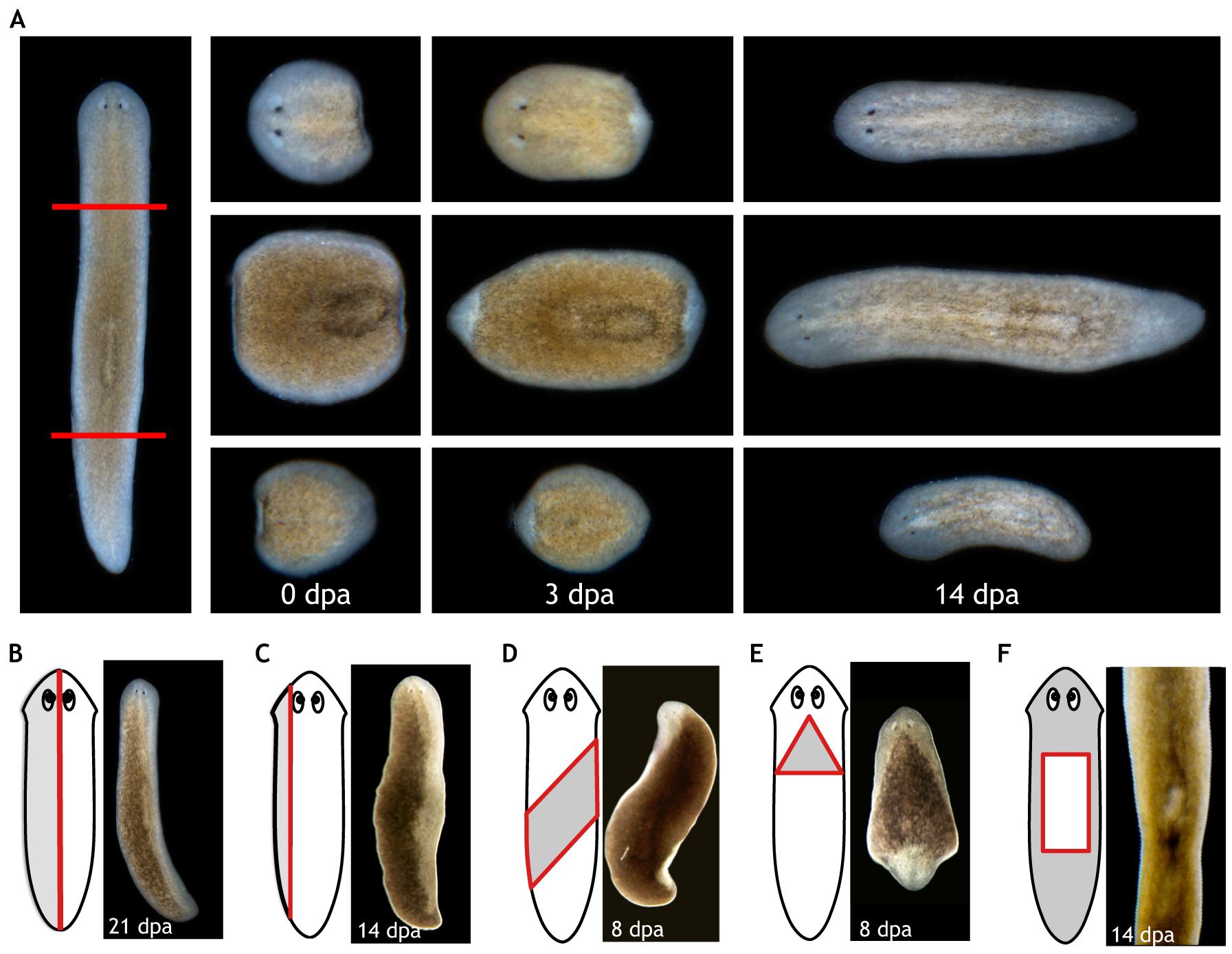 科学家发现的神秘恐怖生物,科学家发现的恐怖生物