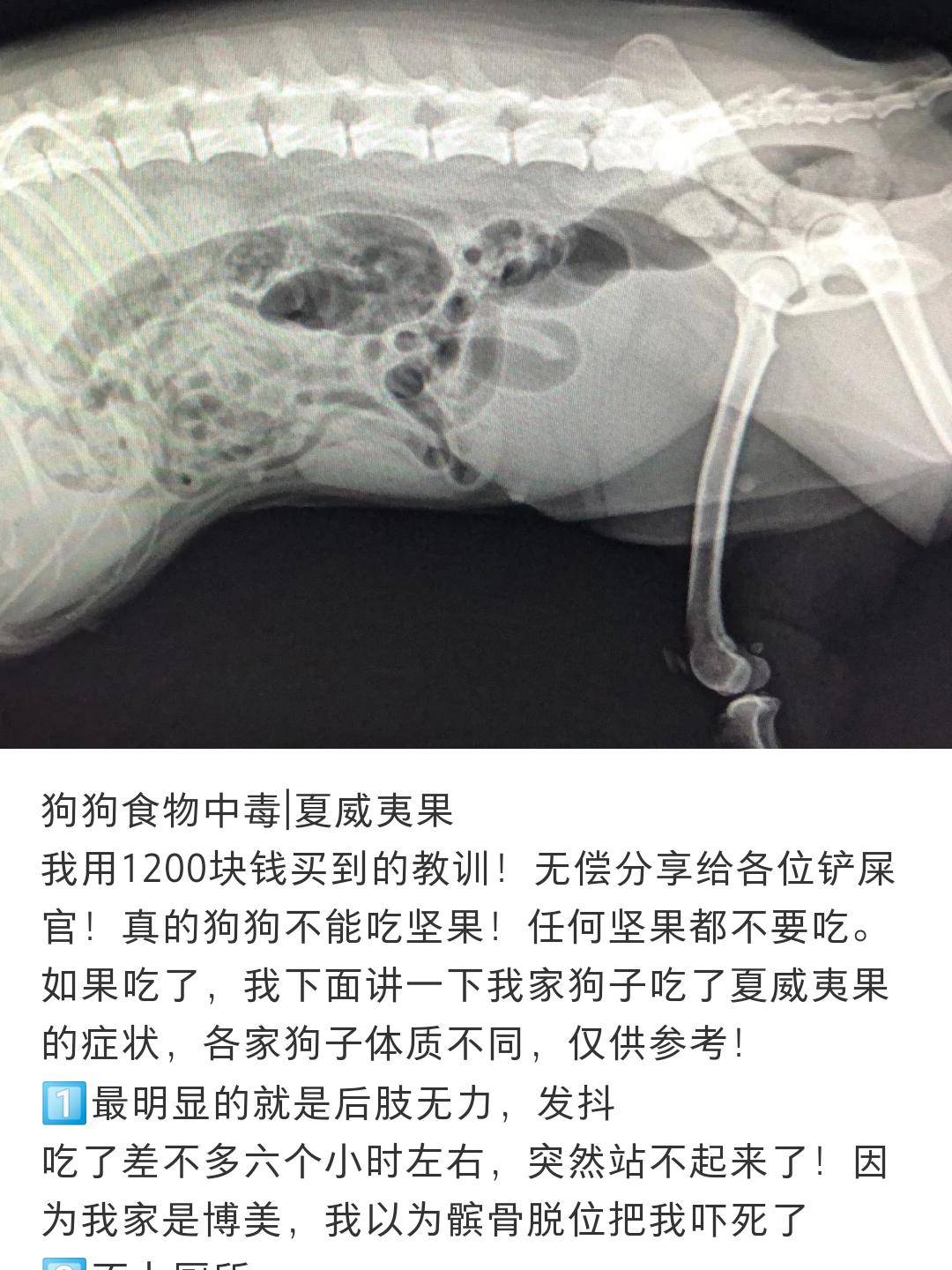 狗吃夏威夷果能自愈么,狗吃夏威夷果中毒喂蜂蜜水可以吗