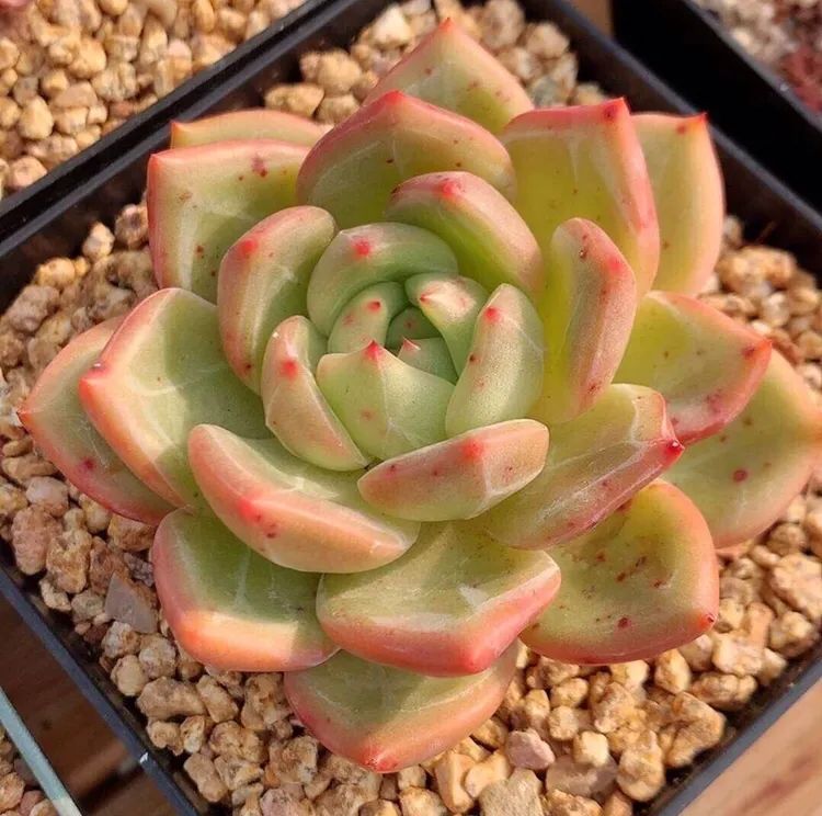 有暗纹的多肉有哪些,暗纹系多肉有哪些