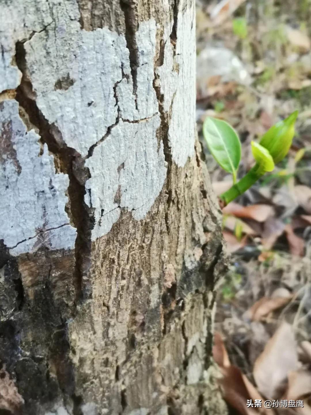 菠萝蜜种子发芽生长过程,热带水果菠萝蜜视频