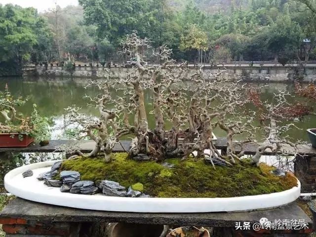 榆树盆景何时修剪最好,盆景怎样修剪最好看