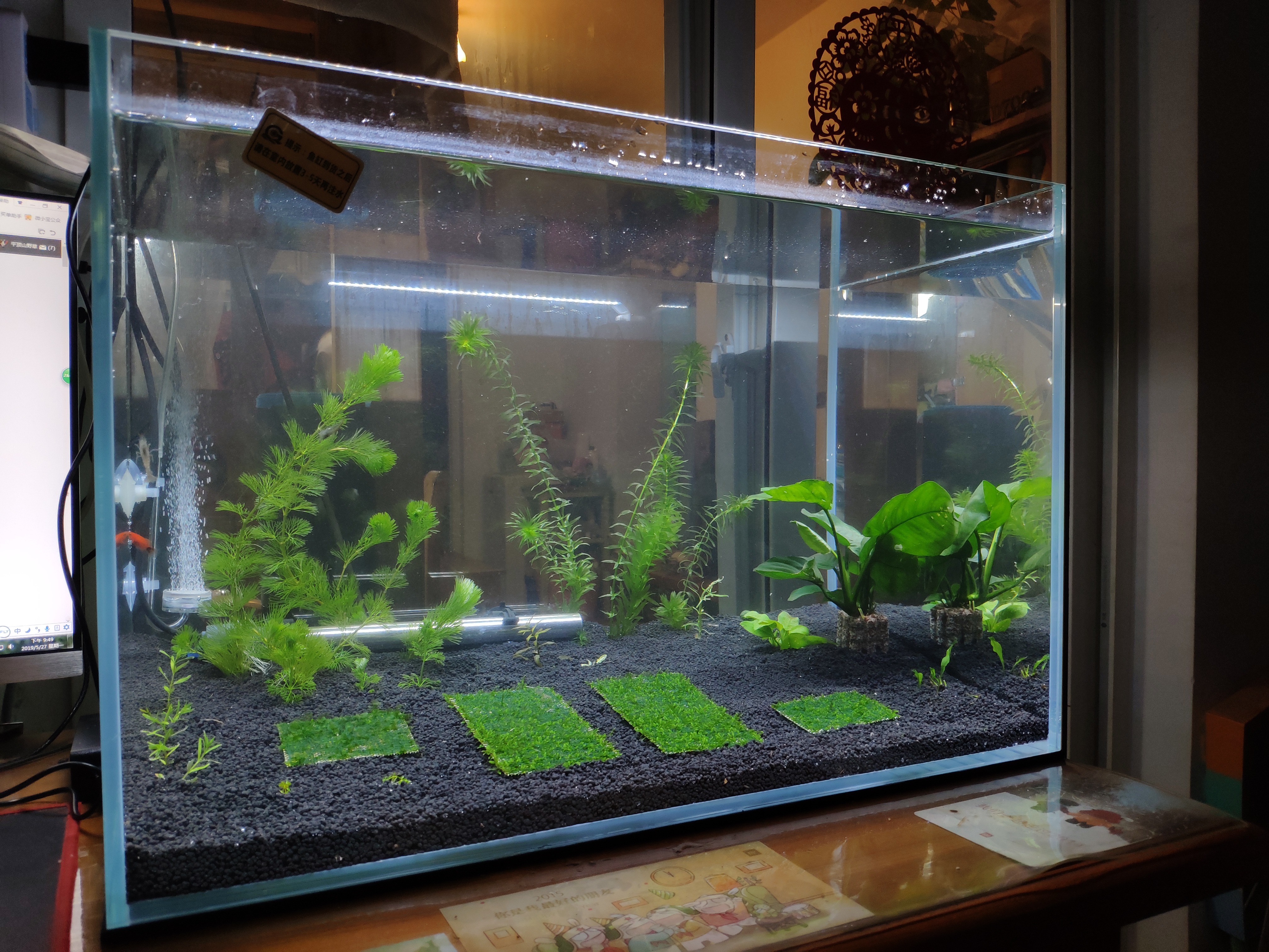 新手养鱼的正确方法和注意事项,新手养鱼的方法和注意事项