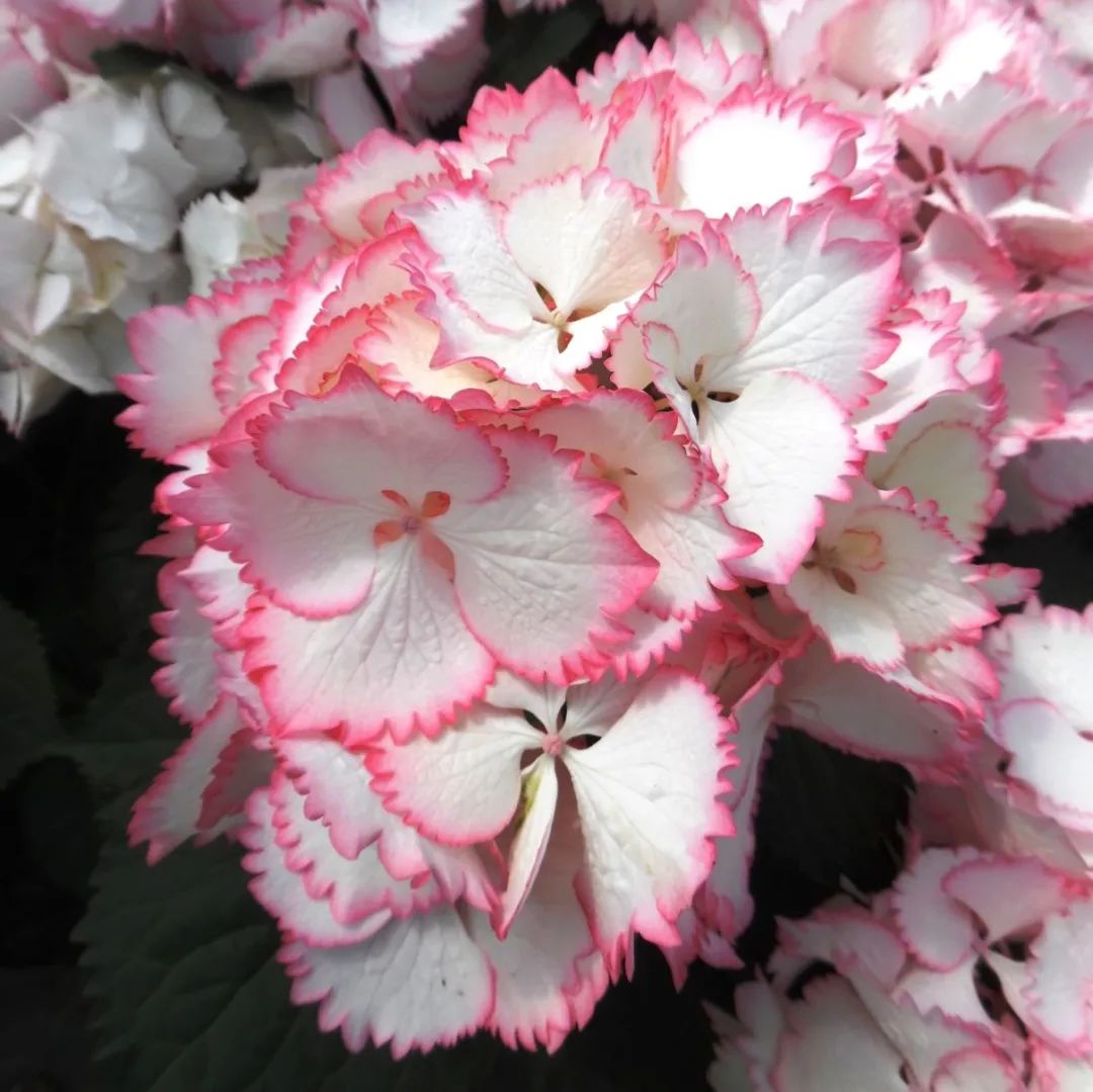 最漂亮的十种绣球,最省心的绣球