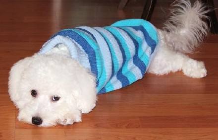 比熊犬胃口不好怎么治,比熊胃口突然变差了怎么办