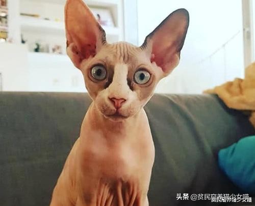 辟谣：无毛猫不是一个猫品种，也算不上是猫咪过敏者的福音