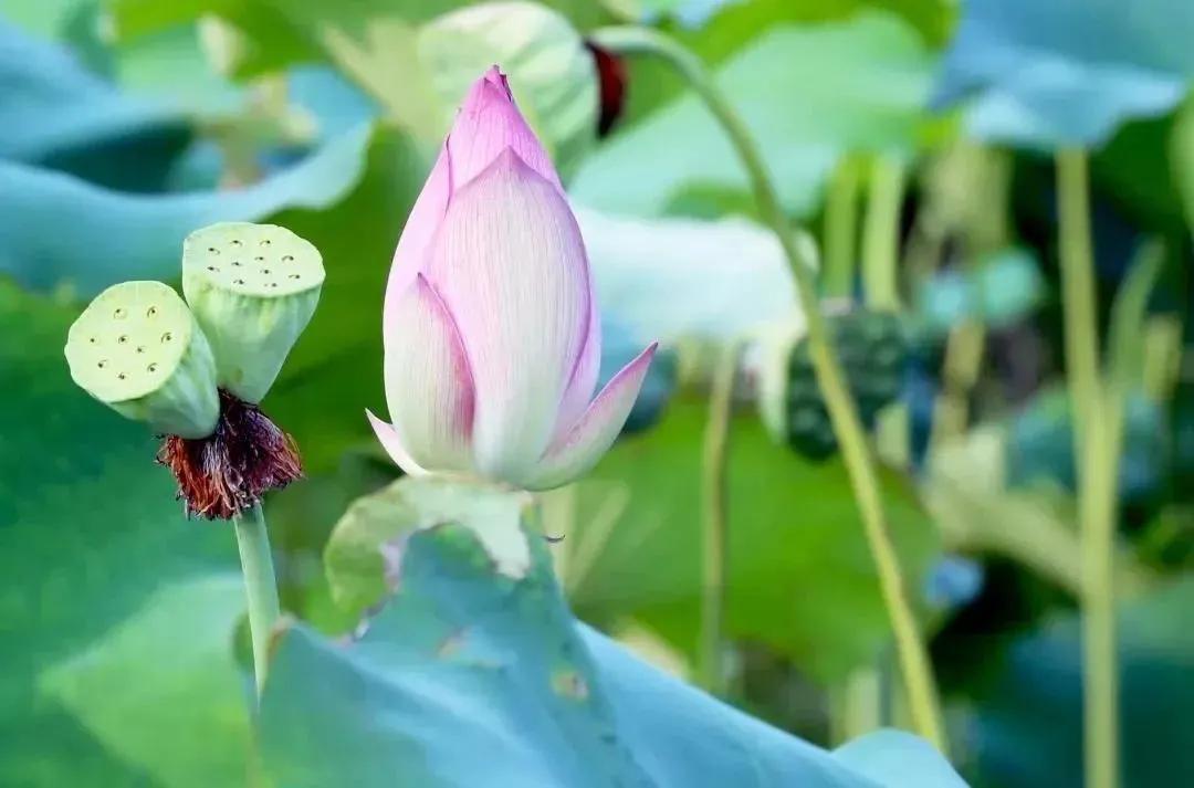 夏季最美荷花在哪里,山东最漂亮的荷花