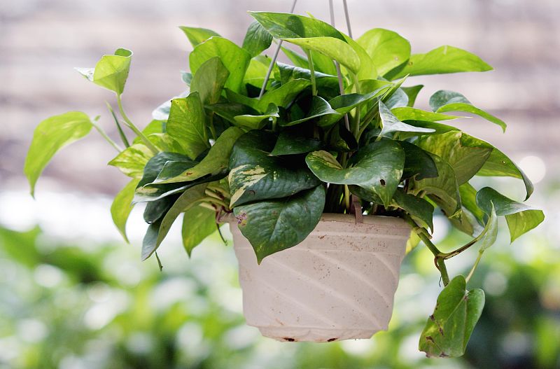 绿萝怎么爆盆只需简单的三步,绿萝爆盆的方法和技巧