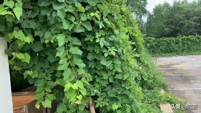 沈阳北陵公园的树,沈阳市北陵农场红枫林