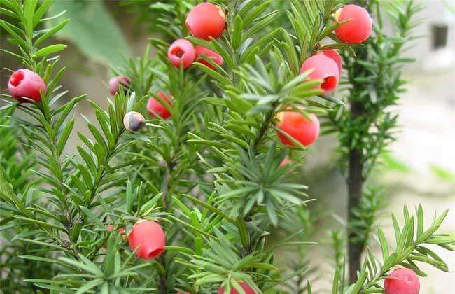 红豆杉的叶子发黄落叶怎么回事,地栽红豆杉树叶发黄是什么原因