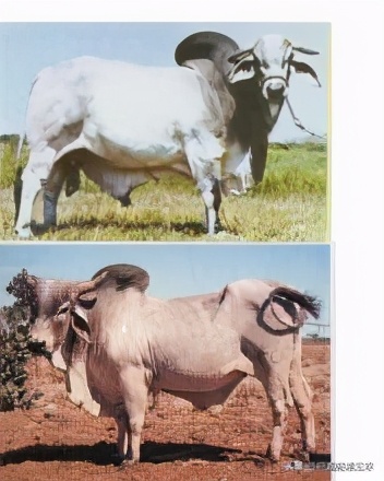 出肉率高的牛的样子,出肉率高的牛品质好不好