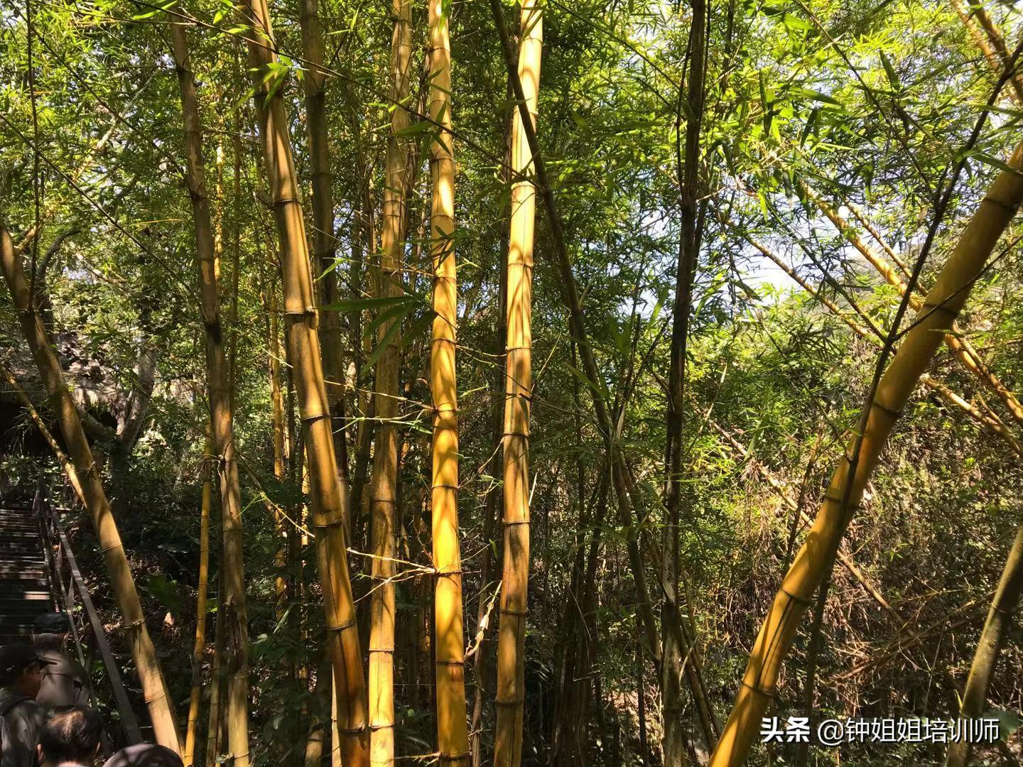 呀诺达半日游价格,呀诺达门票70岁有优惠吗