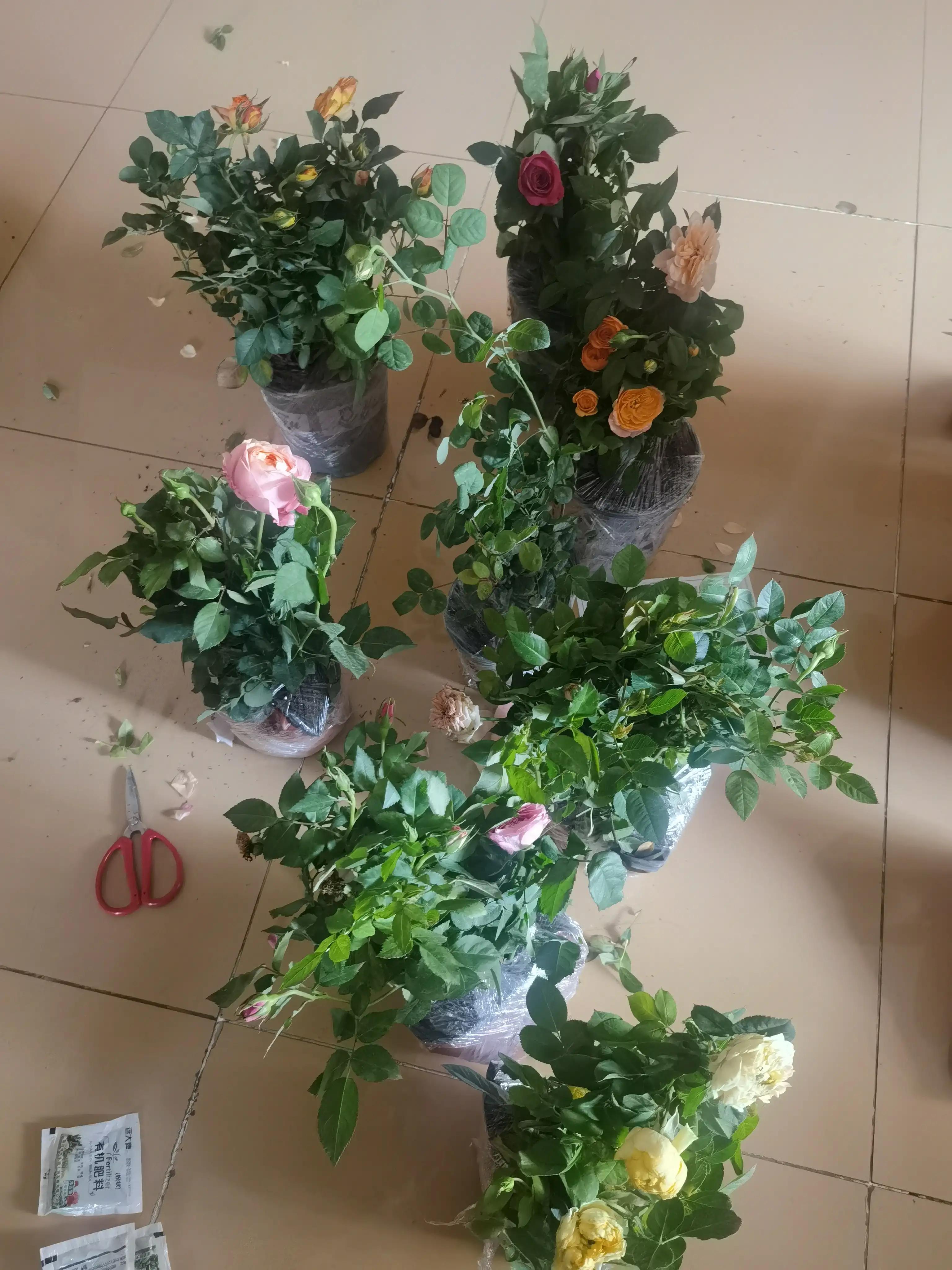 月季怎么买靠谱,月季开箱