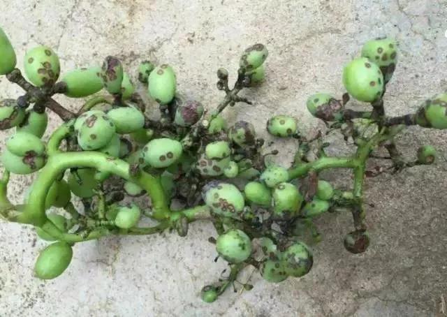 涨知识了最热的葡萄品种都在这里,涨知识冬虫夏草