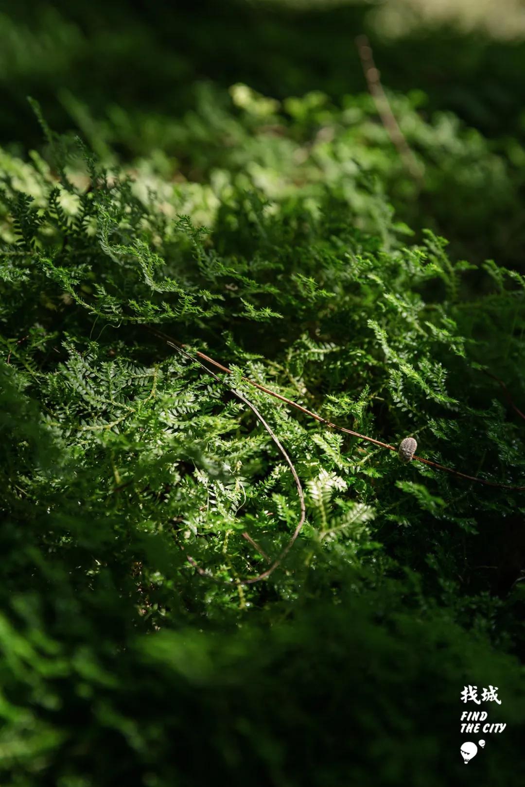 南宁人去隆安玩,南宁人去柳州玩