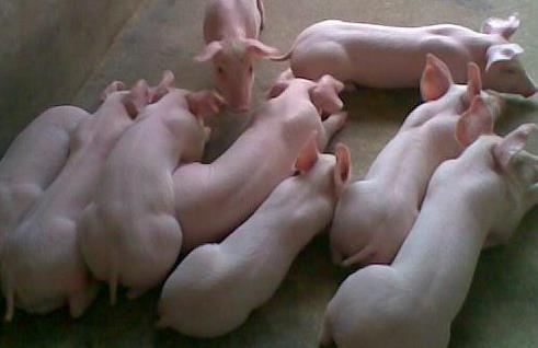 猪场常见病及解决办法,咋样诊断是猪疥螨病