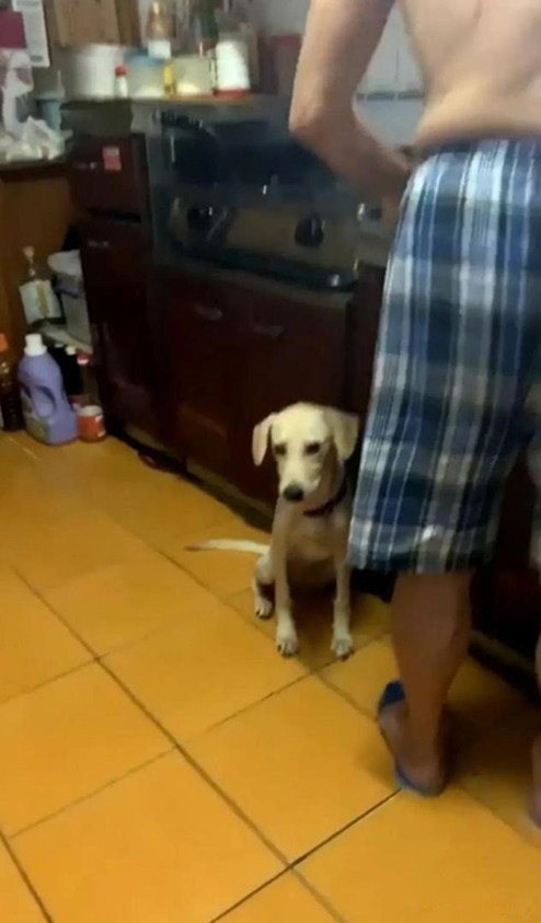 为了不让爷爷孤单，领养了一条狗狗，半年后：这是喂的猪饲料？