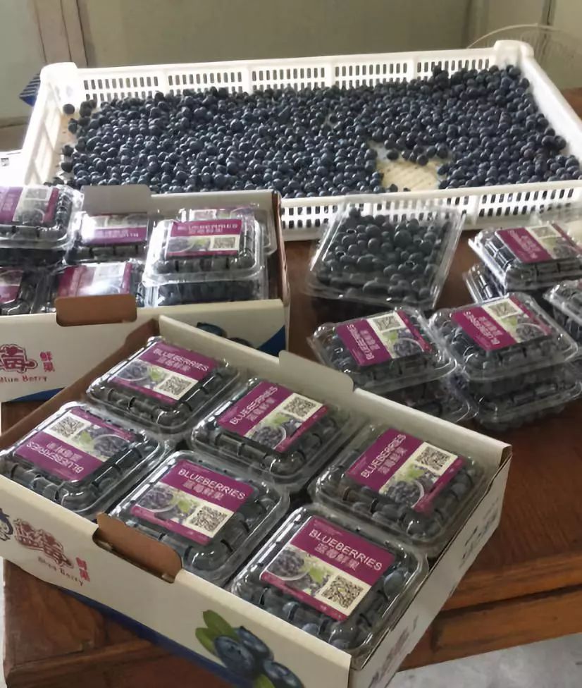 江阴附近生态园葡萄采摘,江阴申港采摘园