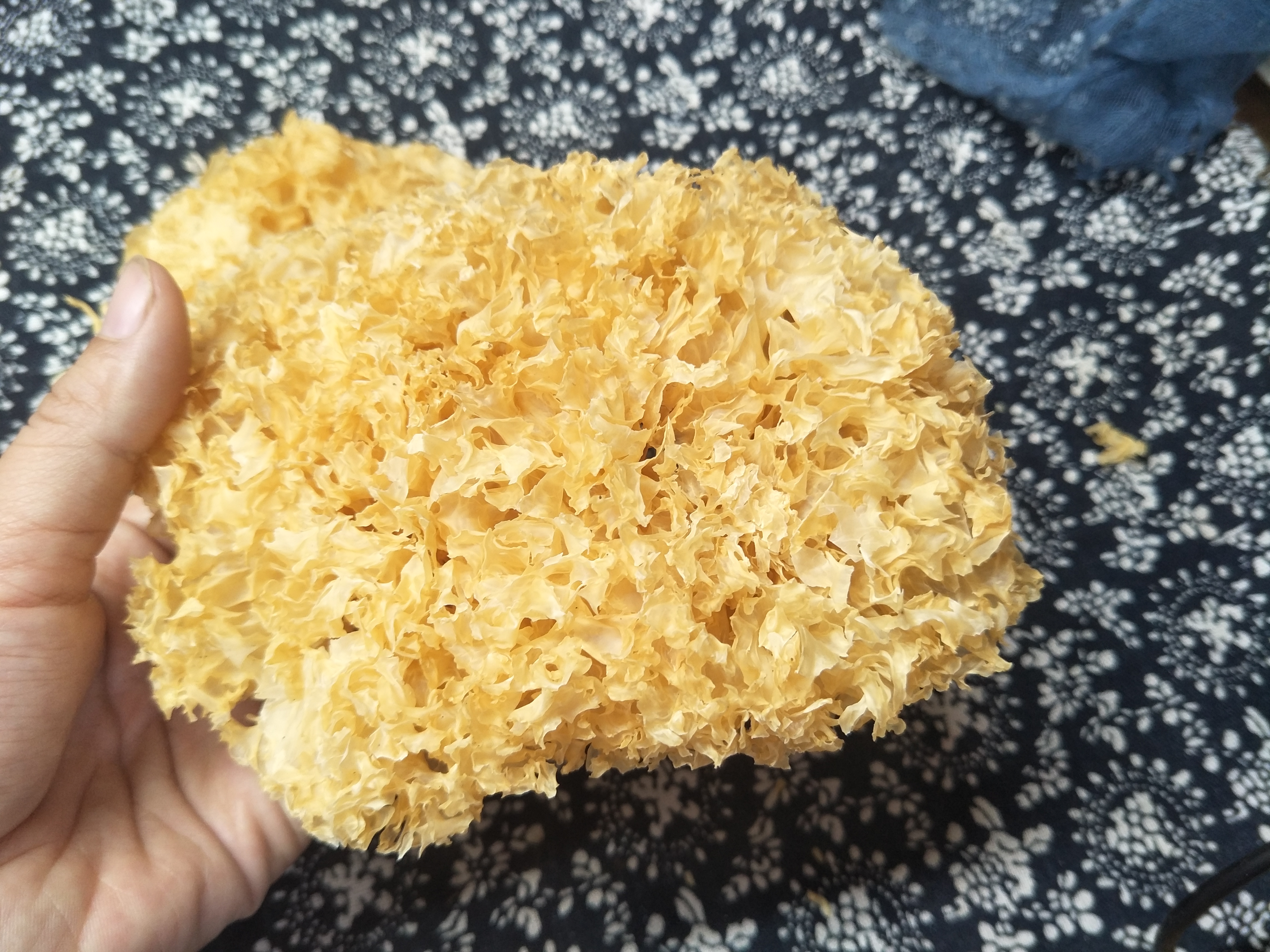 如何挑选银耳的正确方法,买银耳要买哪一种银耳容易出胶