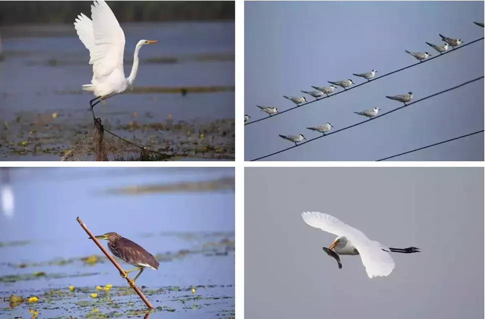 五一假期带着爸爸妈妈宝贝们钓虾,五一假期跟爸爸一起去田间劳动