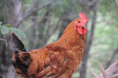 单店盈利模式打造,和合谷快餐是什么牌子