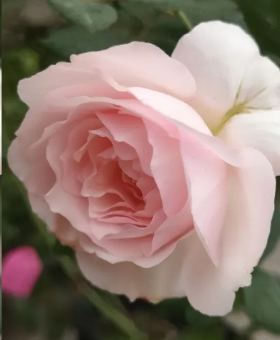 月季垂头打蔫摘下来插花瓶又活了,月季换盆打蔫怎么回事