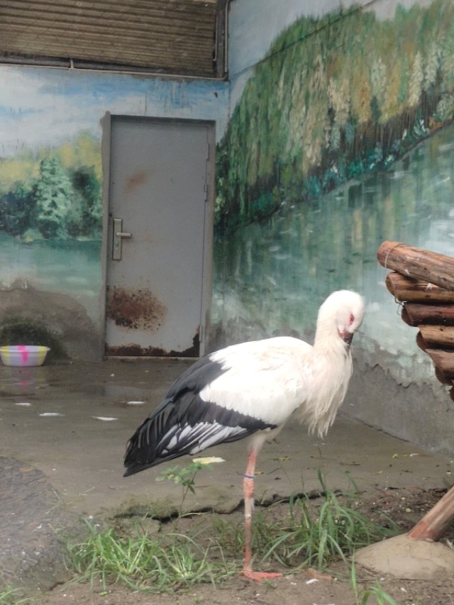 成都动物园免费预约,成都动物园视频全景