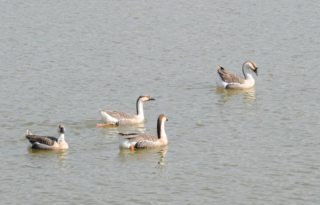 新乡职业技术学院开学,新乡职业技术学院绽放建筑