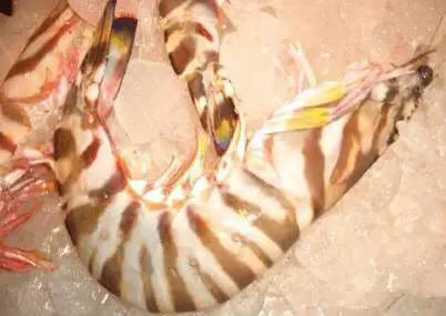 海鲜大全,最全海鲜冷知识