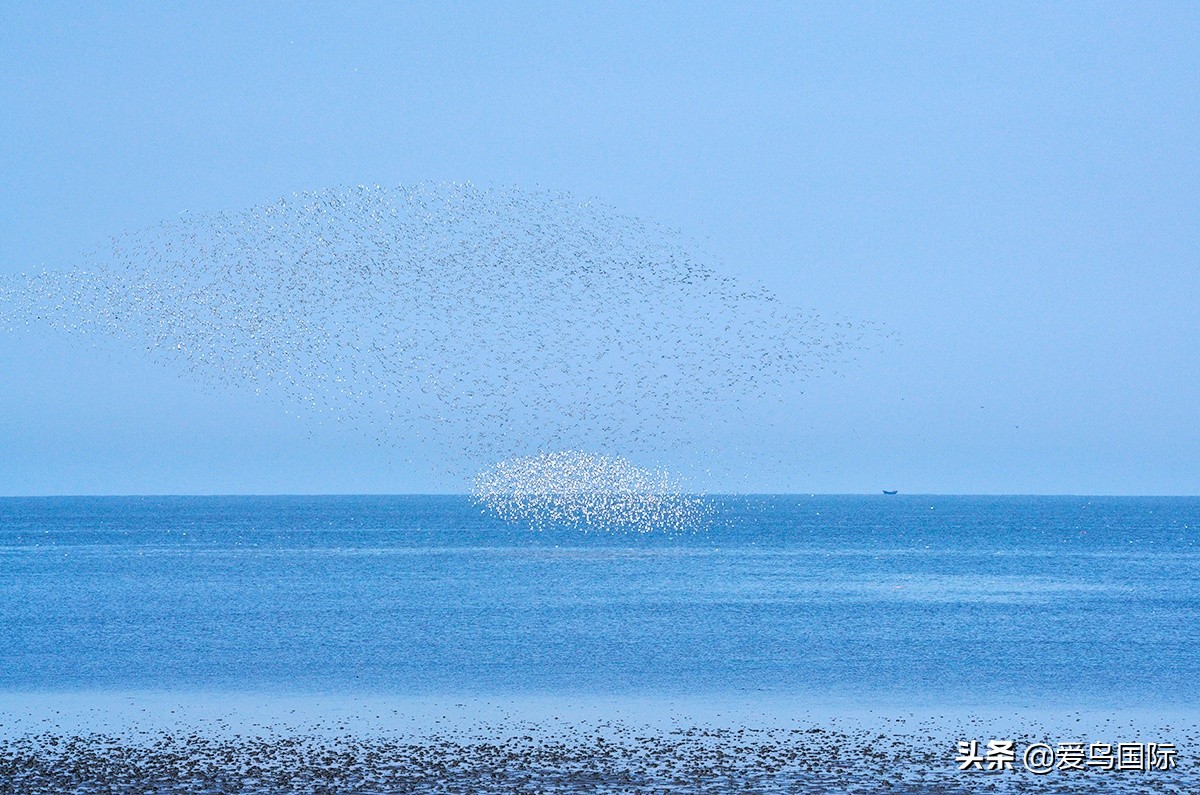 鸟类图片大全大图观赏,鸟类照片合集