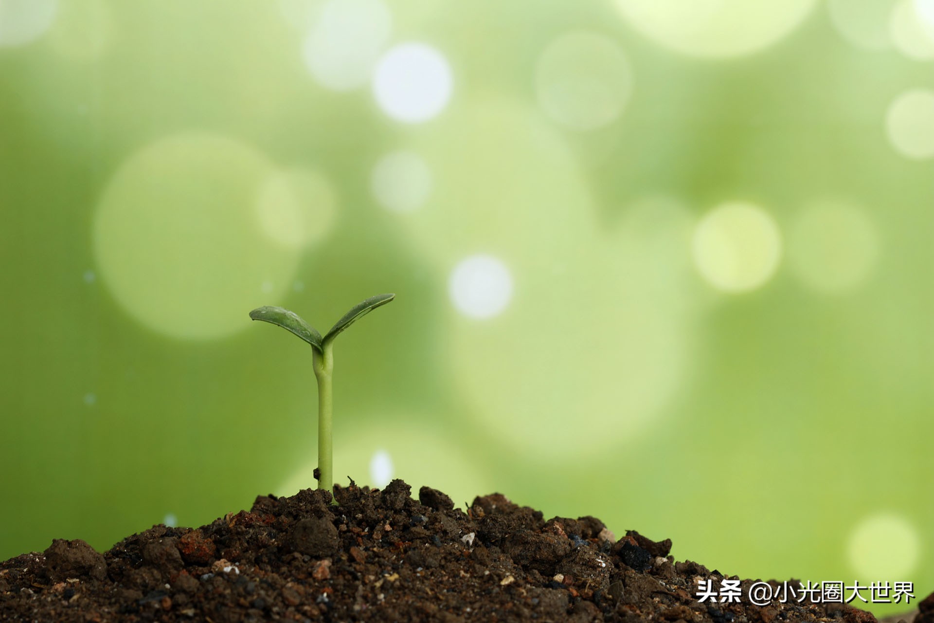 在家里也能拍出花花草草,如何在家拍好看的照片呢