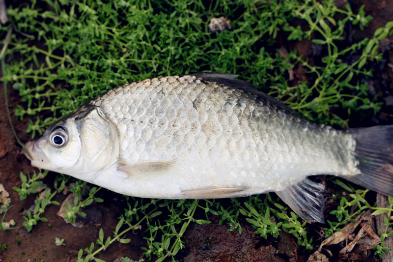 秋冬垂钓如何避小杂鱼,夏季钓鱼为什么容易空军