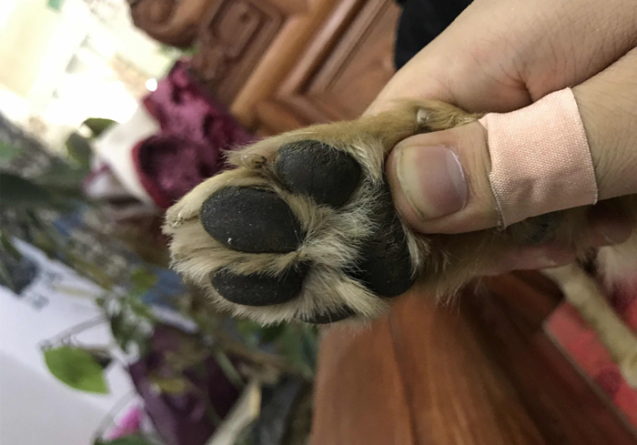 关于狗狗的辟谣,辟谣狗狗鼻子干就是生病