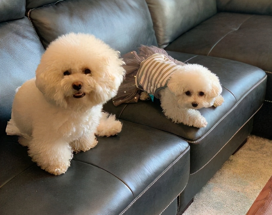 在中国10个品种的狗狗最受欢迎,现在最流行的狗狗是什么品种