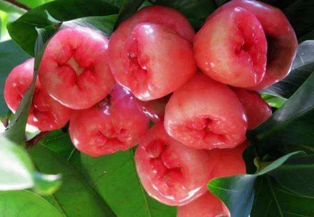 西双版纳奇葩食物,西双版纳有种水果就像桂圆一样