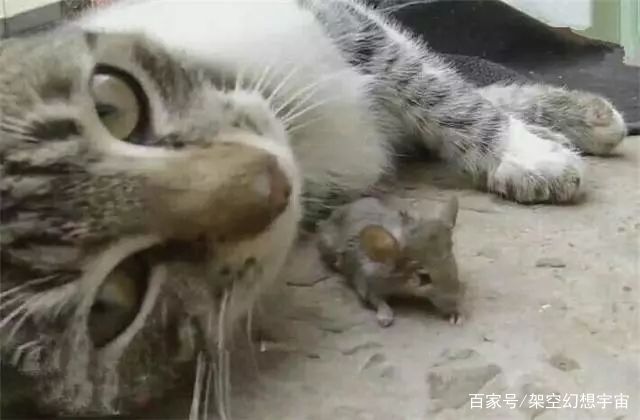 你不知道的猫咪事情,你不知道的猫咪睡姿大揭秘