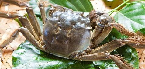 大闸蟹养殖每亩放多少蟹苗,大闸蟹养殖技术和饲养方法